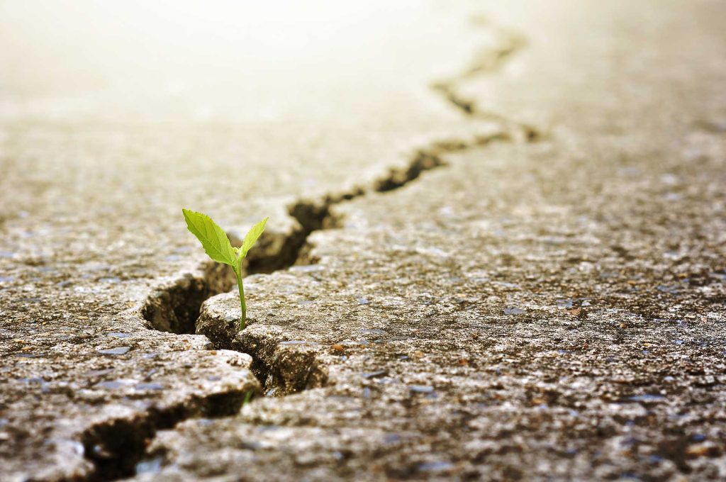 Plant growing from crack in concrete | Individual Therapy